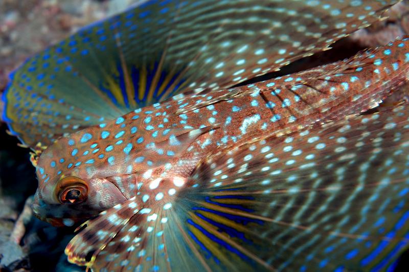 The Amazing Flying Gurnard