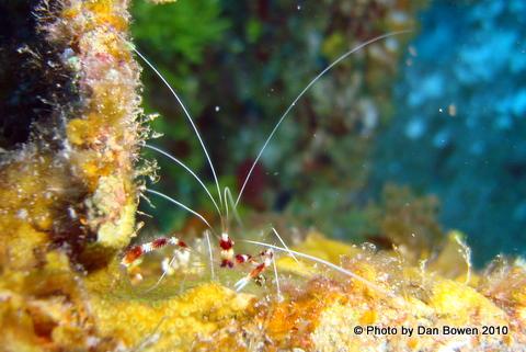 The Barber of Seville