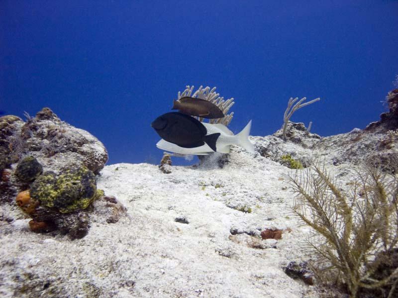 The Boat Ramp & Surrounding Pier