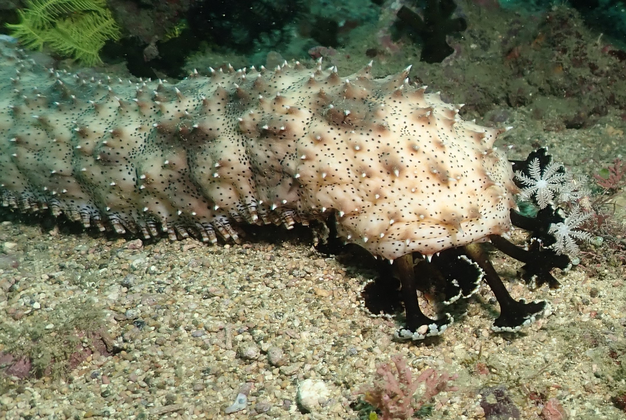 The business end of a sea cucumber