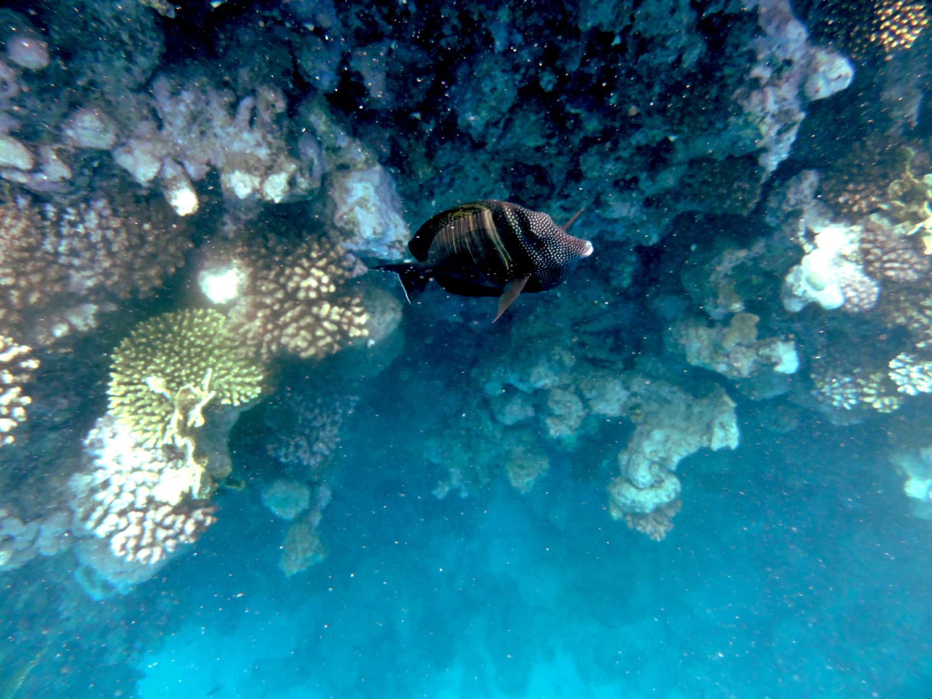 The friendliest fish you ever saw