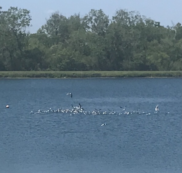 The gulls were excited about something