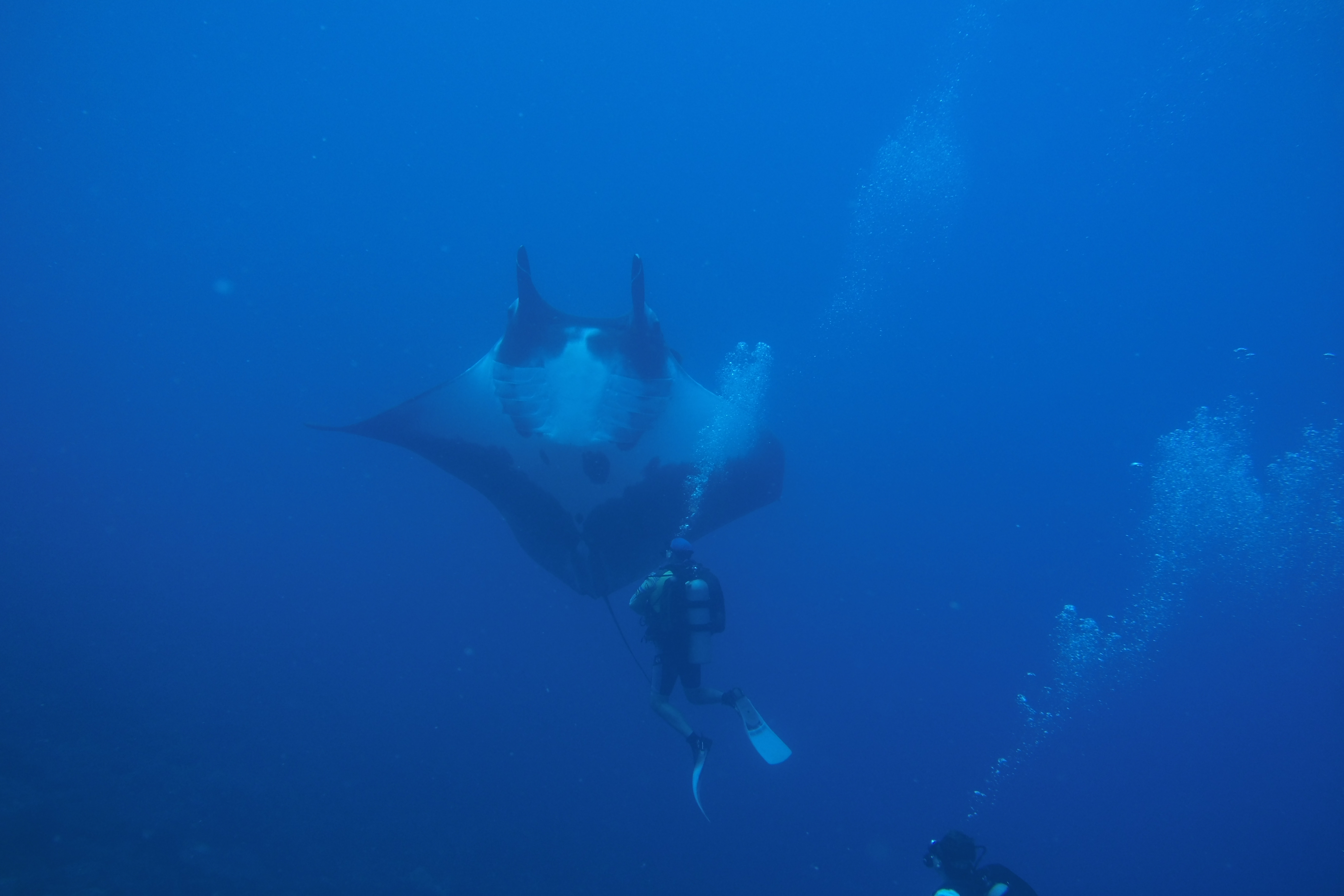 The huge manta doing a loop on the 2nd dive.  FGBNMS West Bank #1.