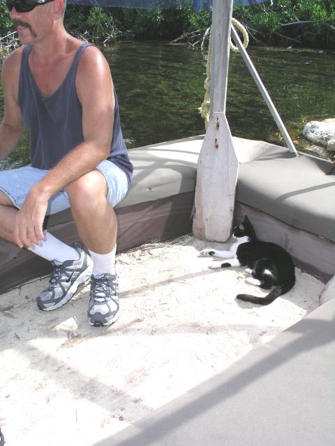 the island cat was looking for a way off