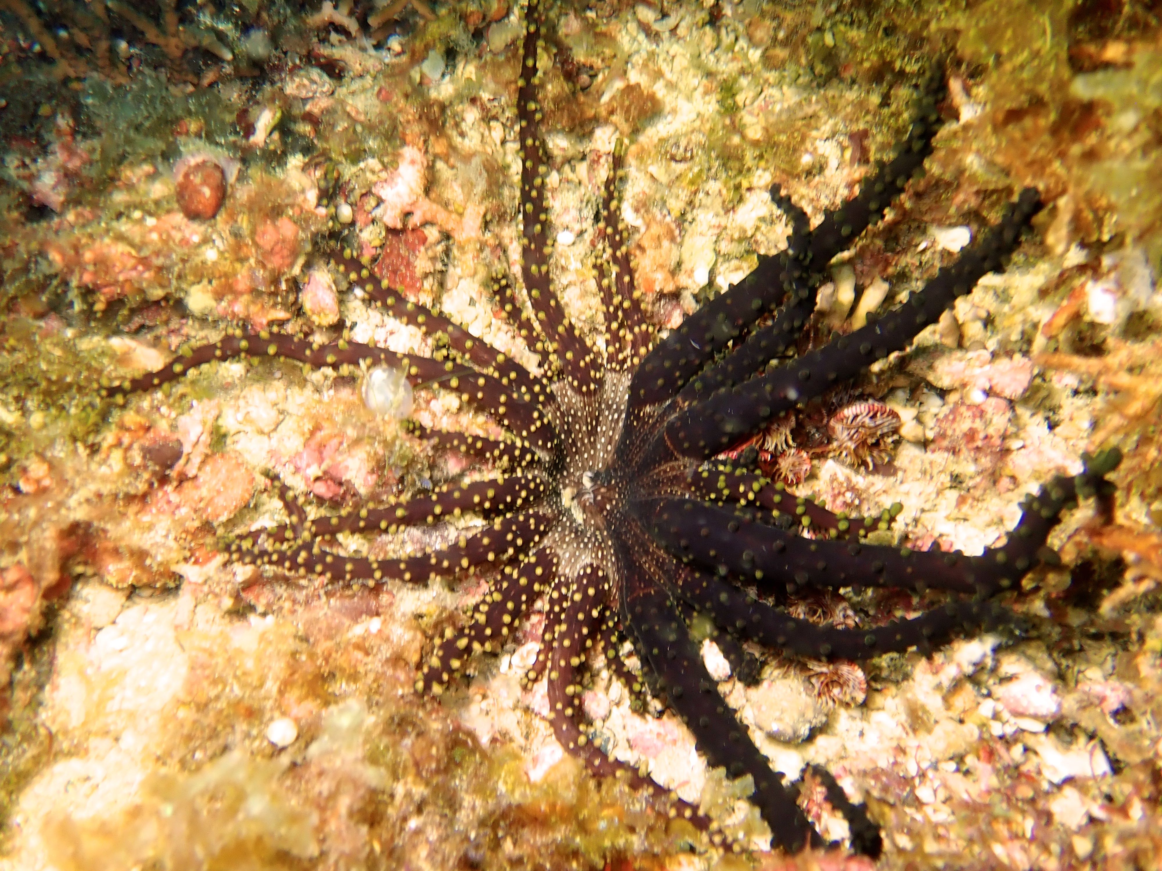 The light side and the dark side exist as one