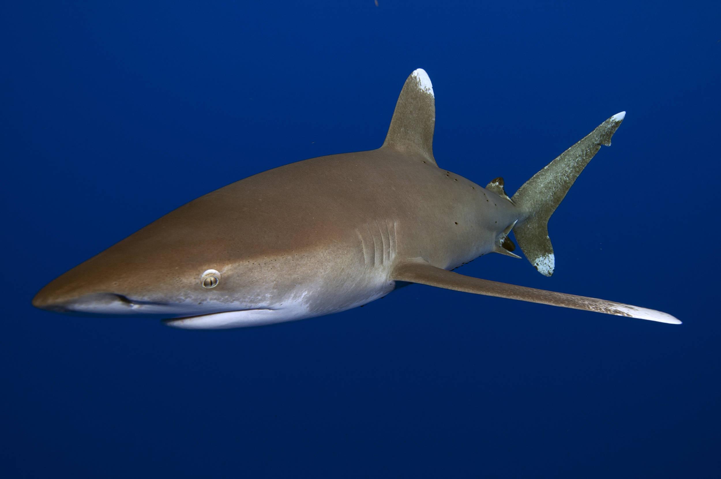 The Oceanic White tip