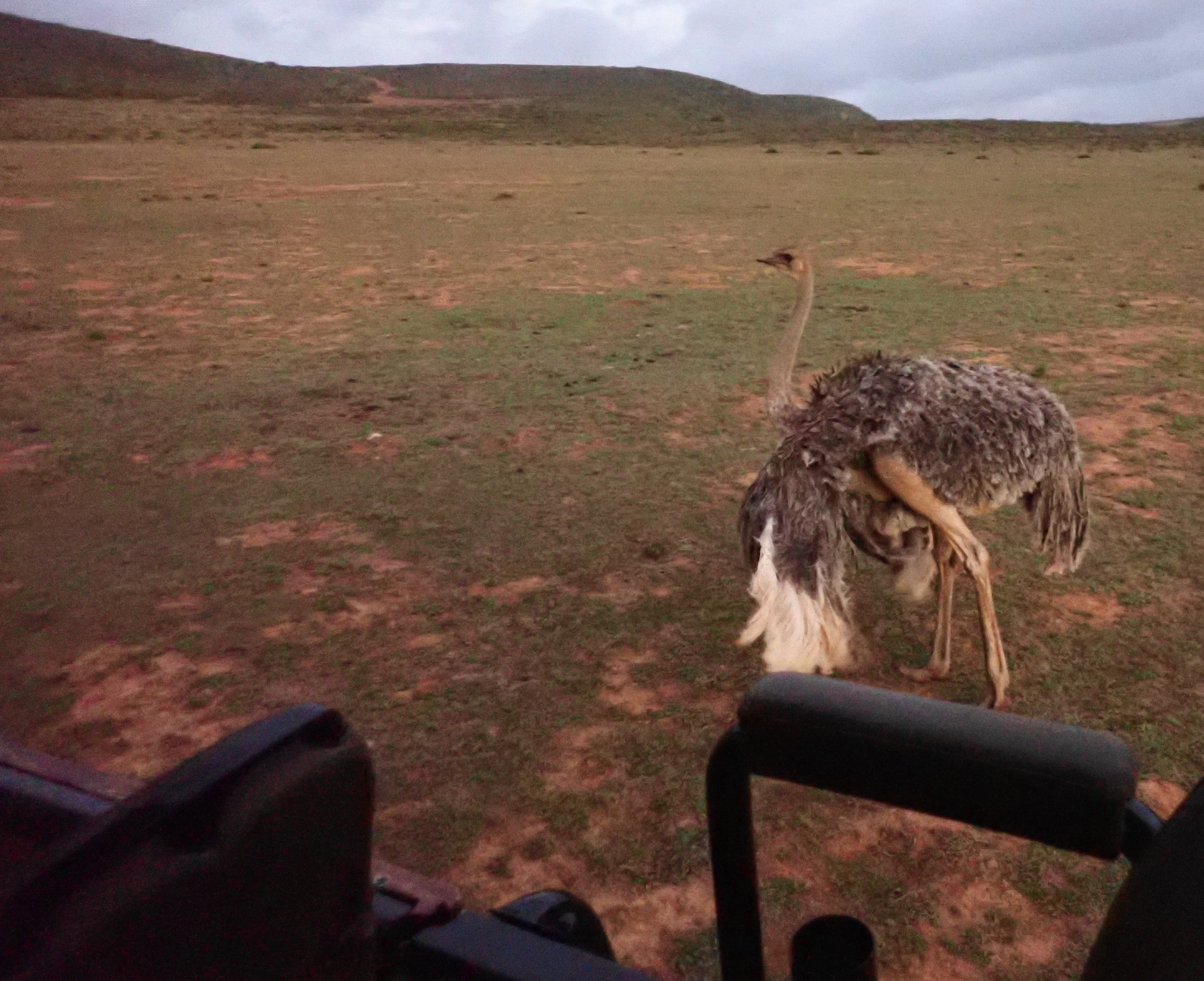 the ostrich dancing for us