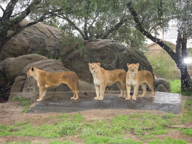 the pride of the Houston zoo