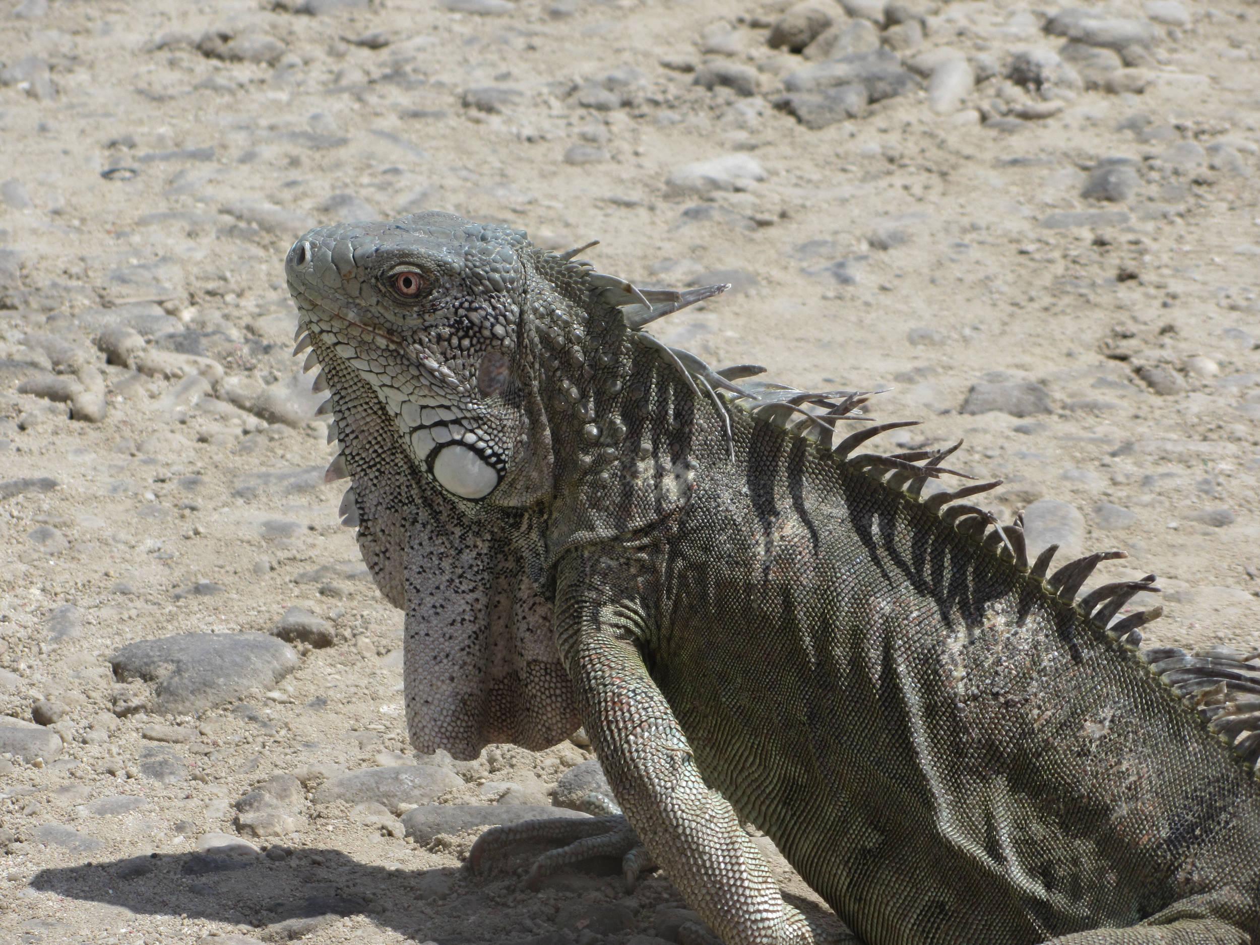 The resident land lizards - aka iguanas