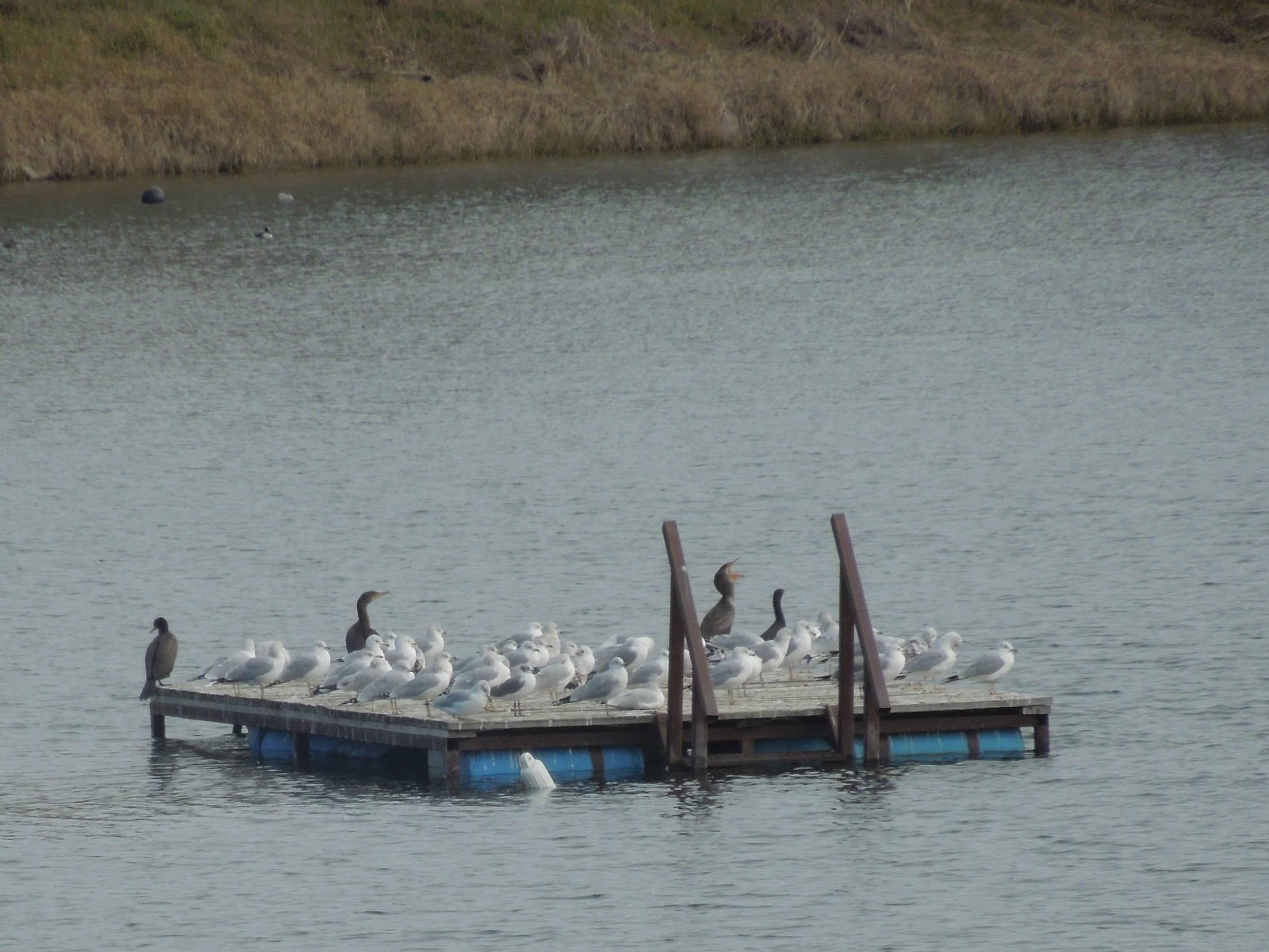 The swim platform has gone to the birds