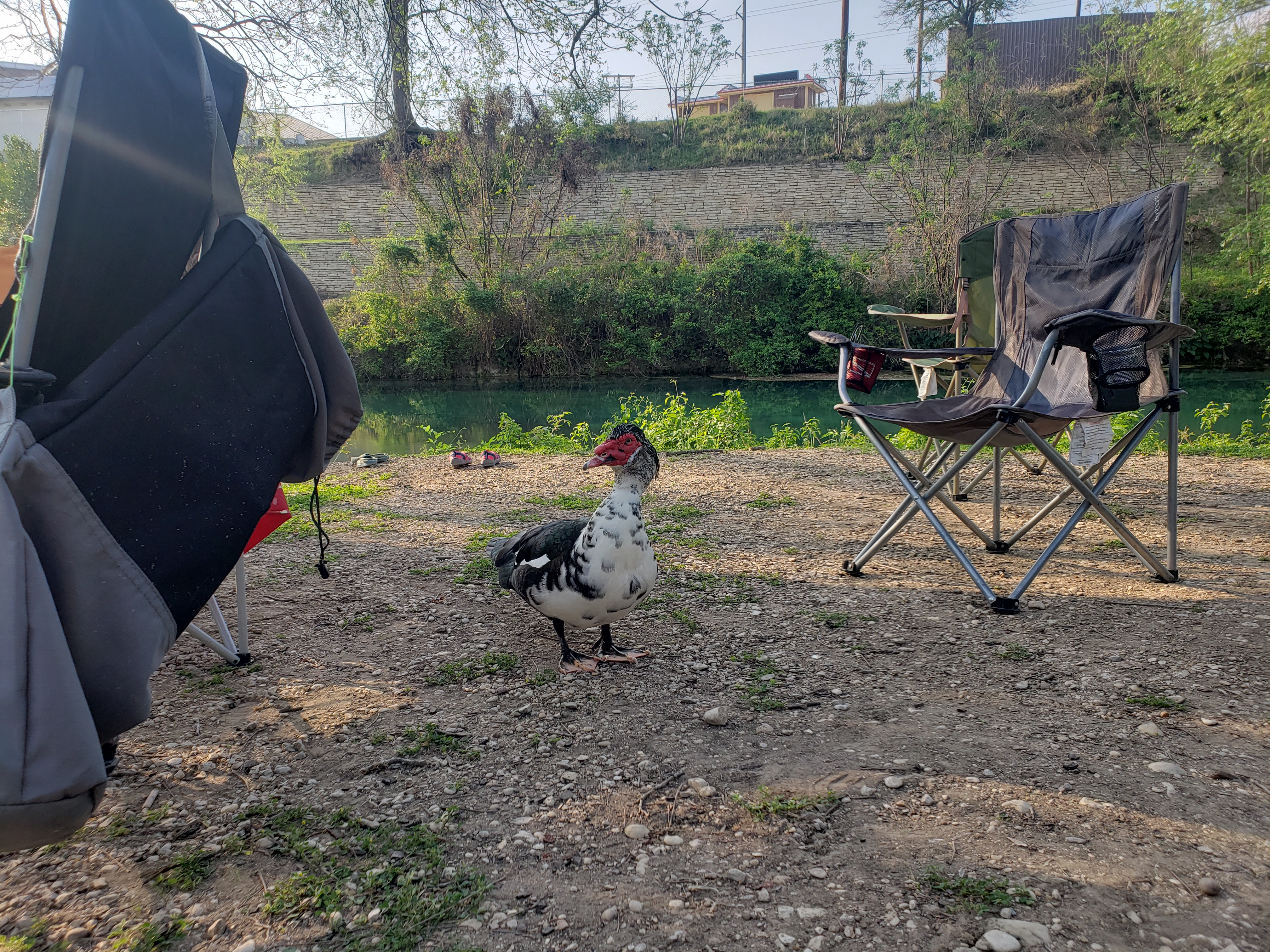 The very brave duck that Ellie kept chasing out of the circle