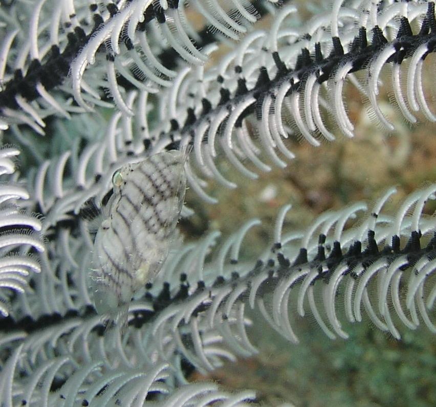 there's a fish in there somewhere