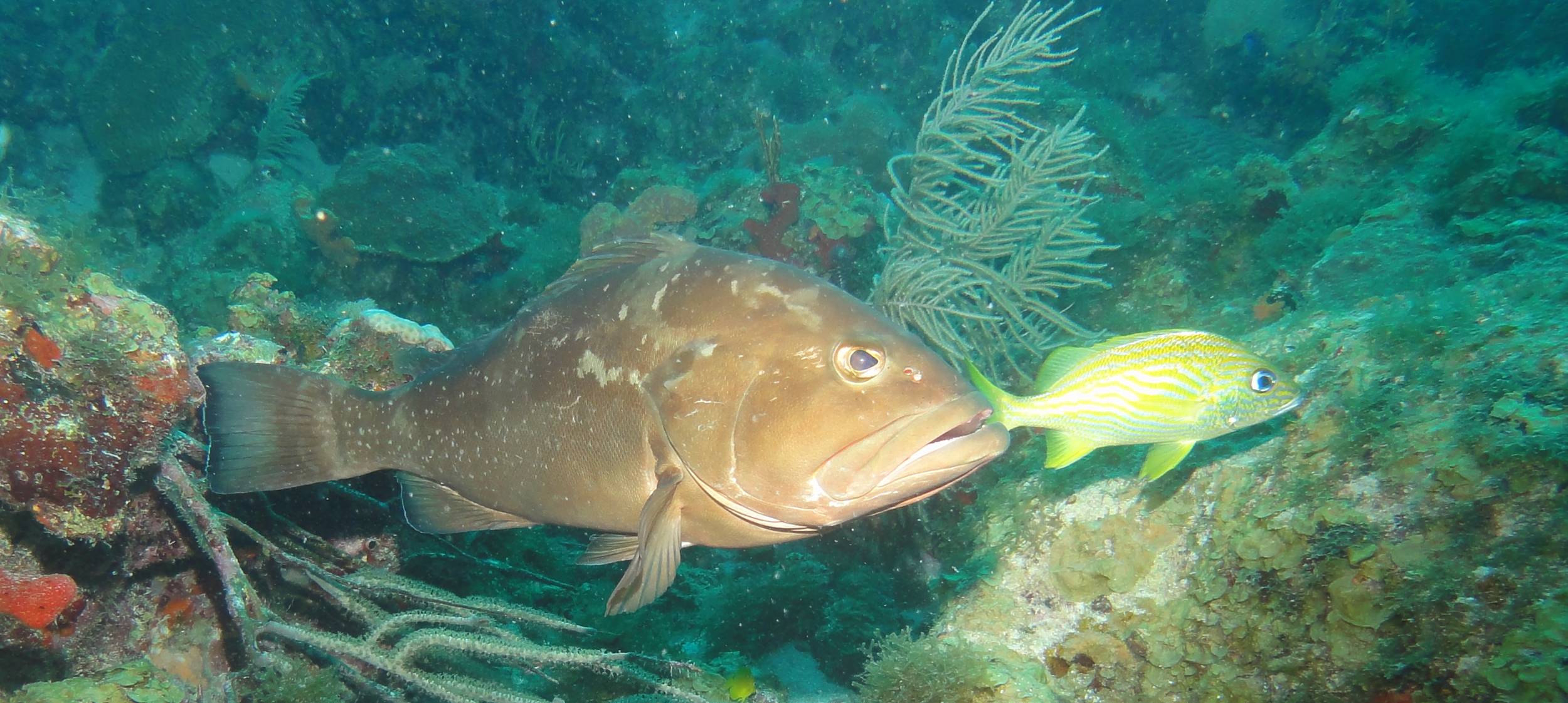 There's always a bigger fish