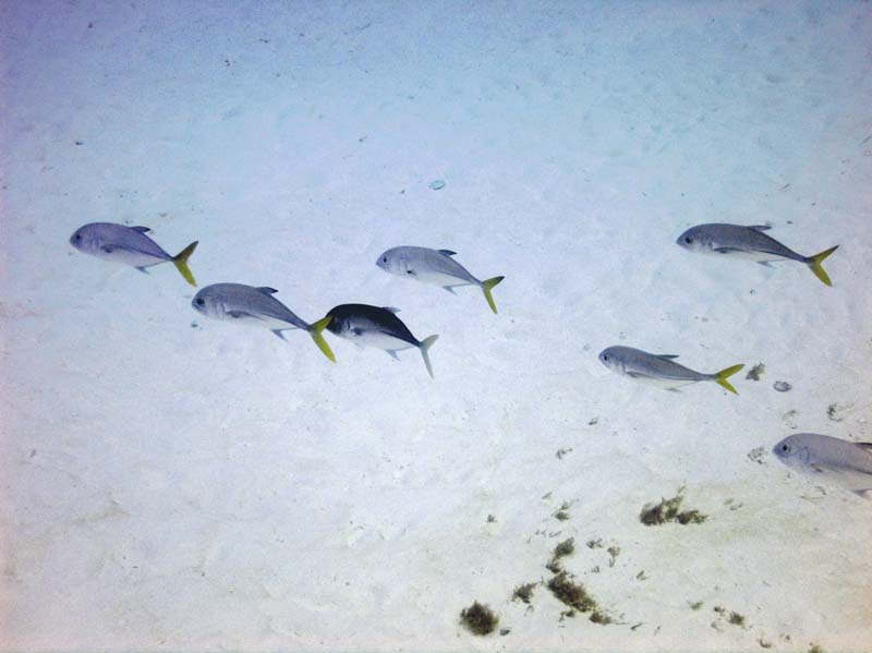 These are your hats on beer