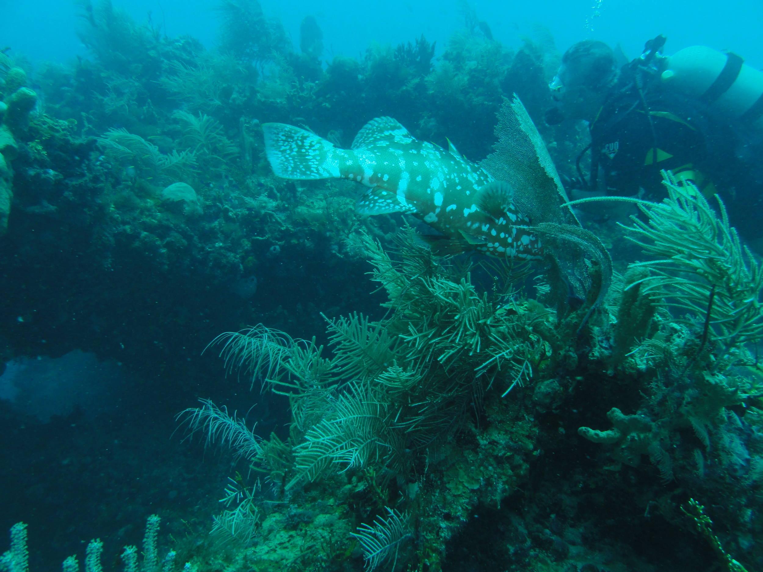 These fish are hard to find!