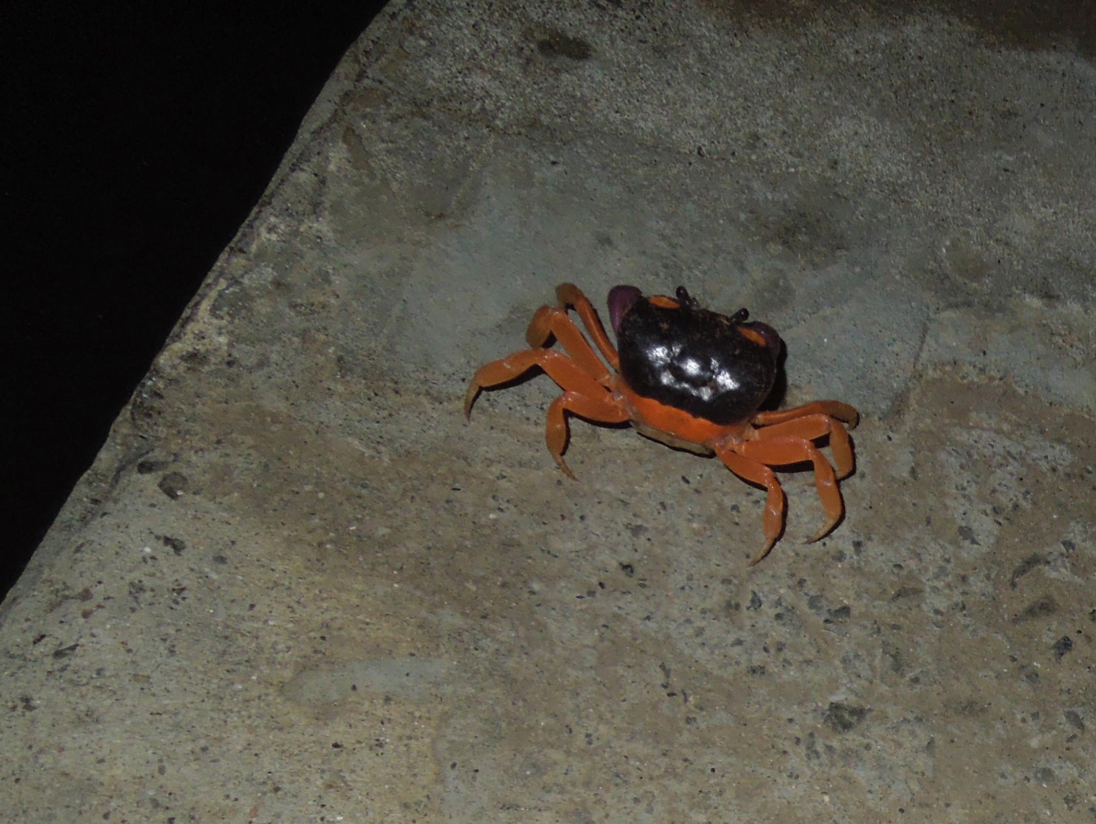 these things were everywhere at night!