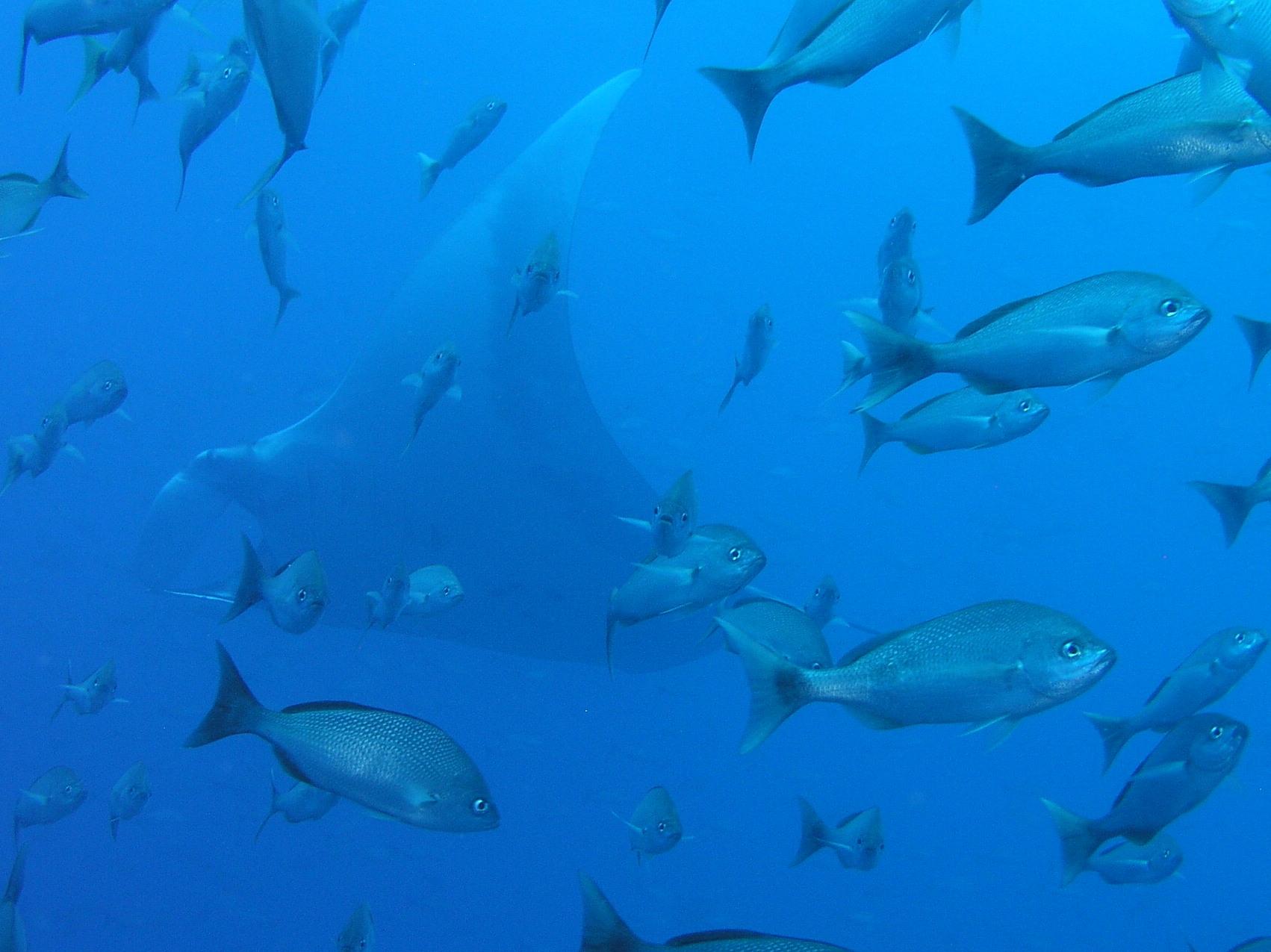 they just kept coming