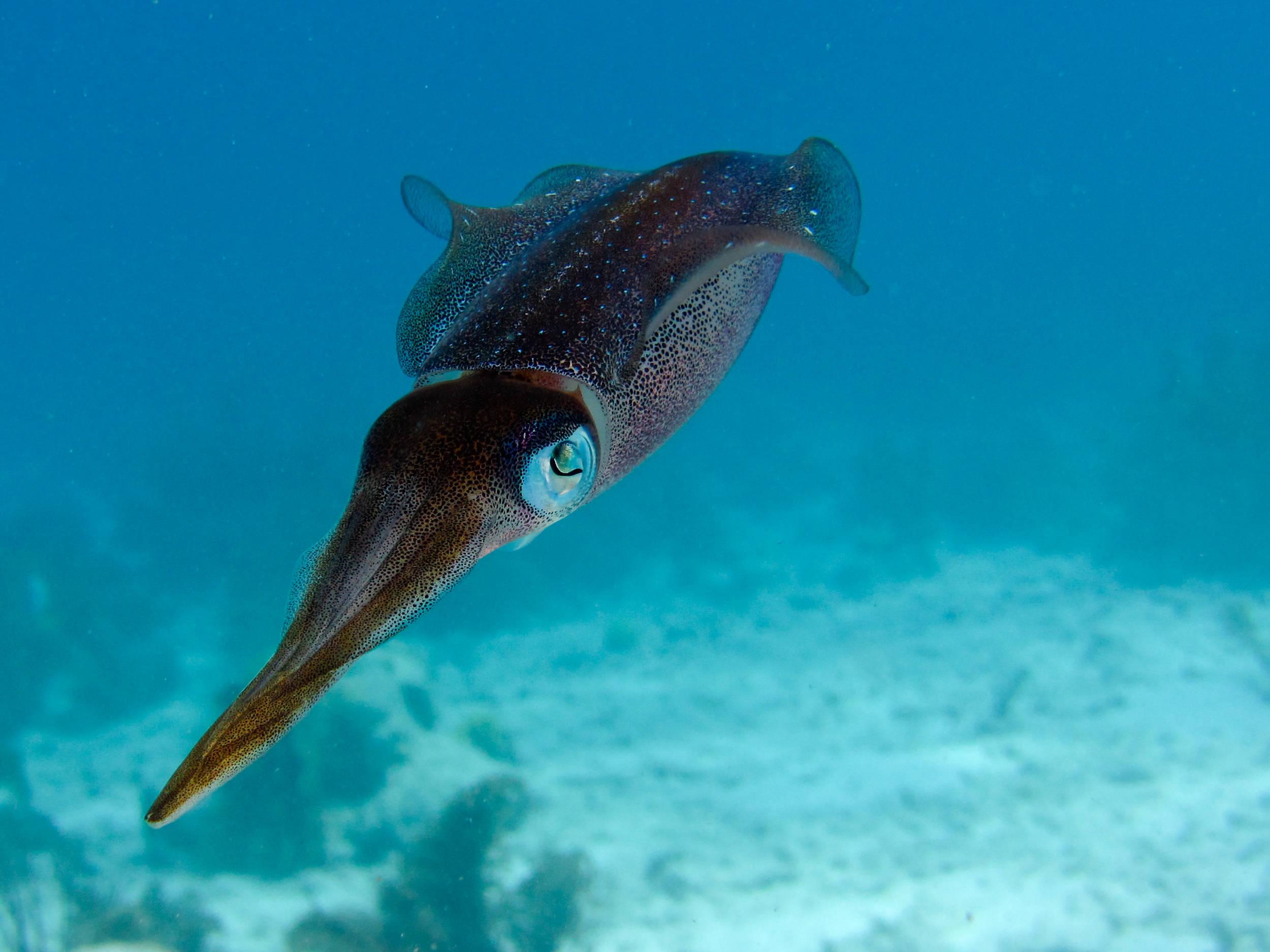 This Ika (squid) got away