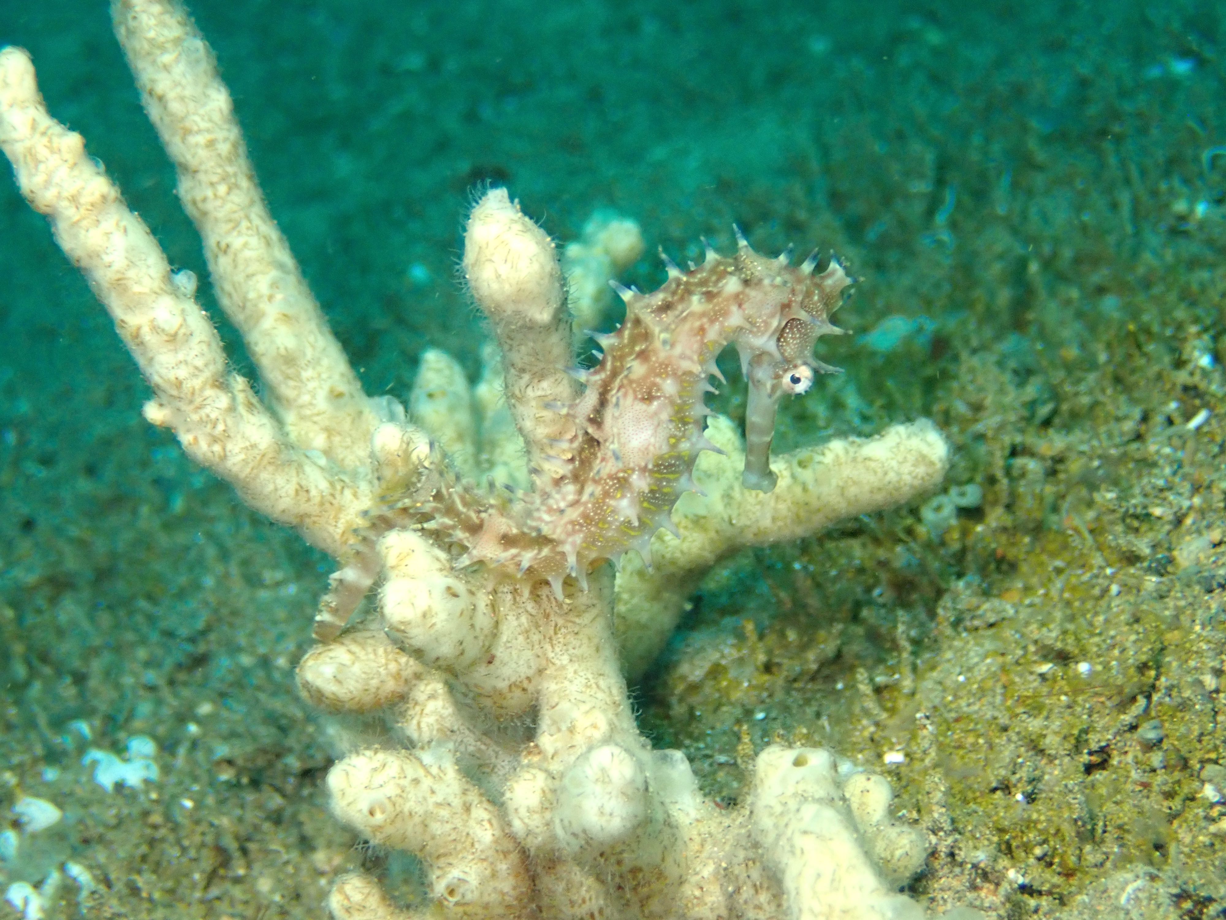 Thorny Seahorse