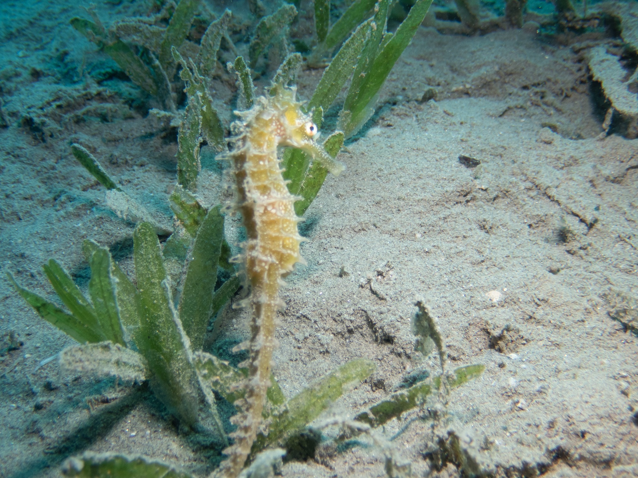 Thorny seahorse