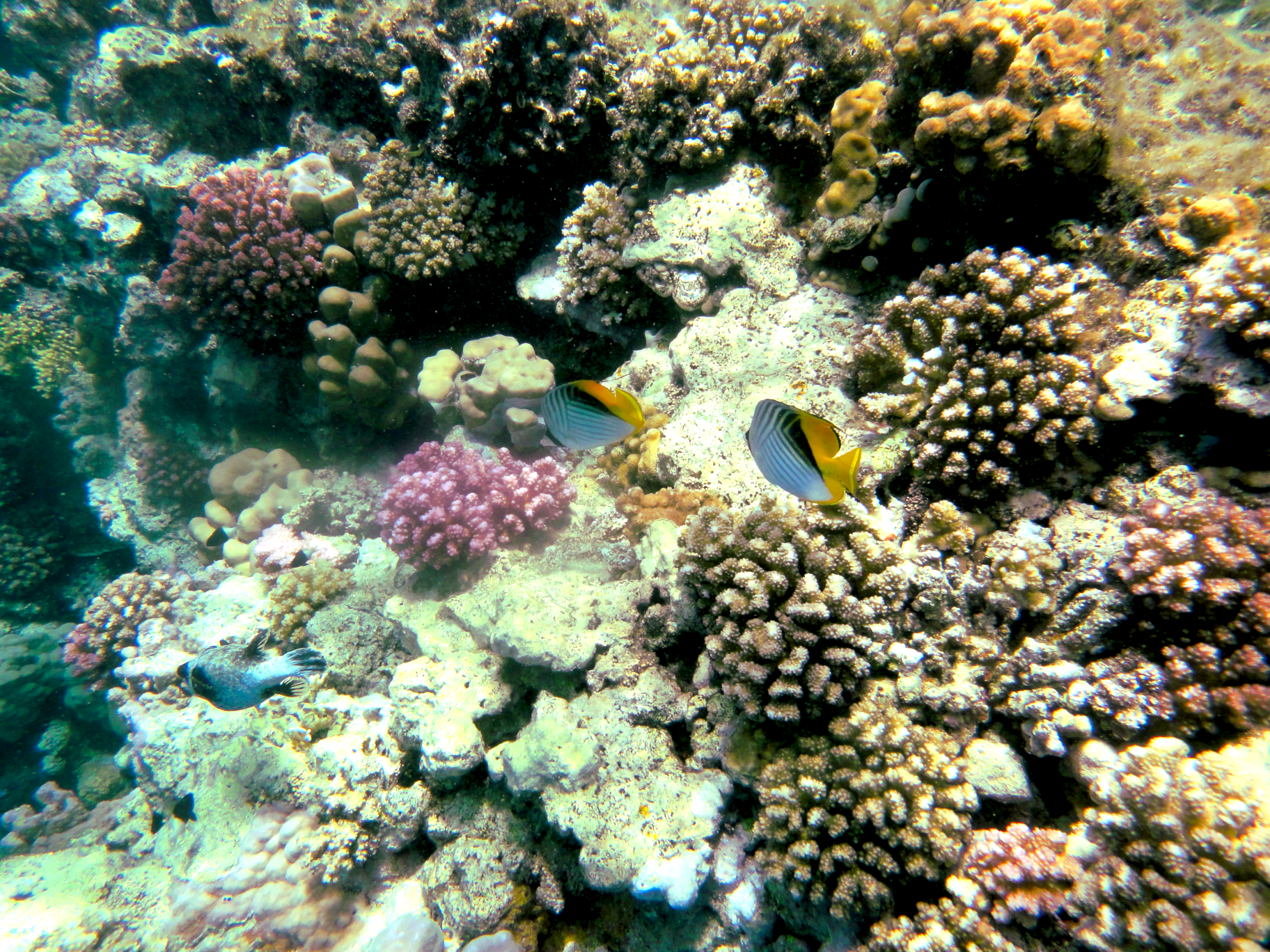 Threadfin butterfly fish and a grumpy Gus (aka masked puffer)