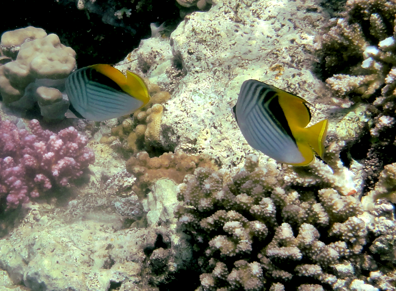 Threadfin butterfly fish