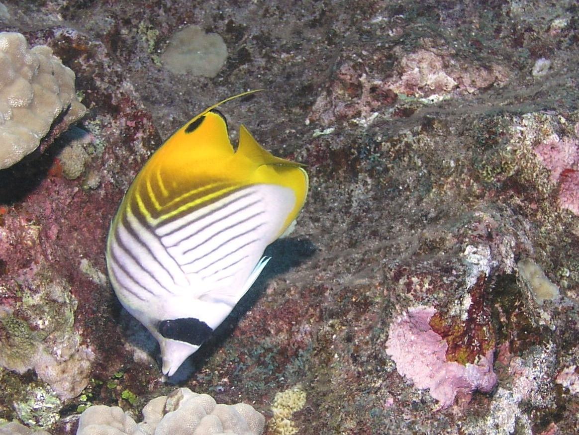 Threadfin Butterfly (Lau Hau)
