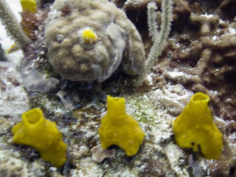 Three yellow sponges