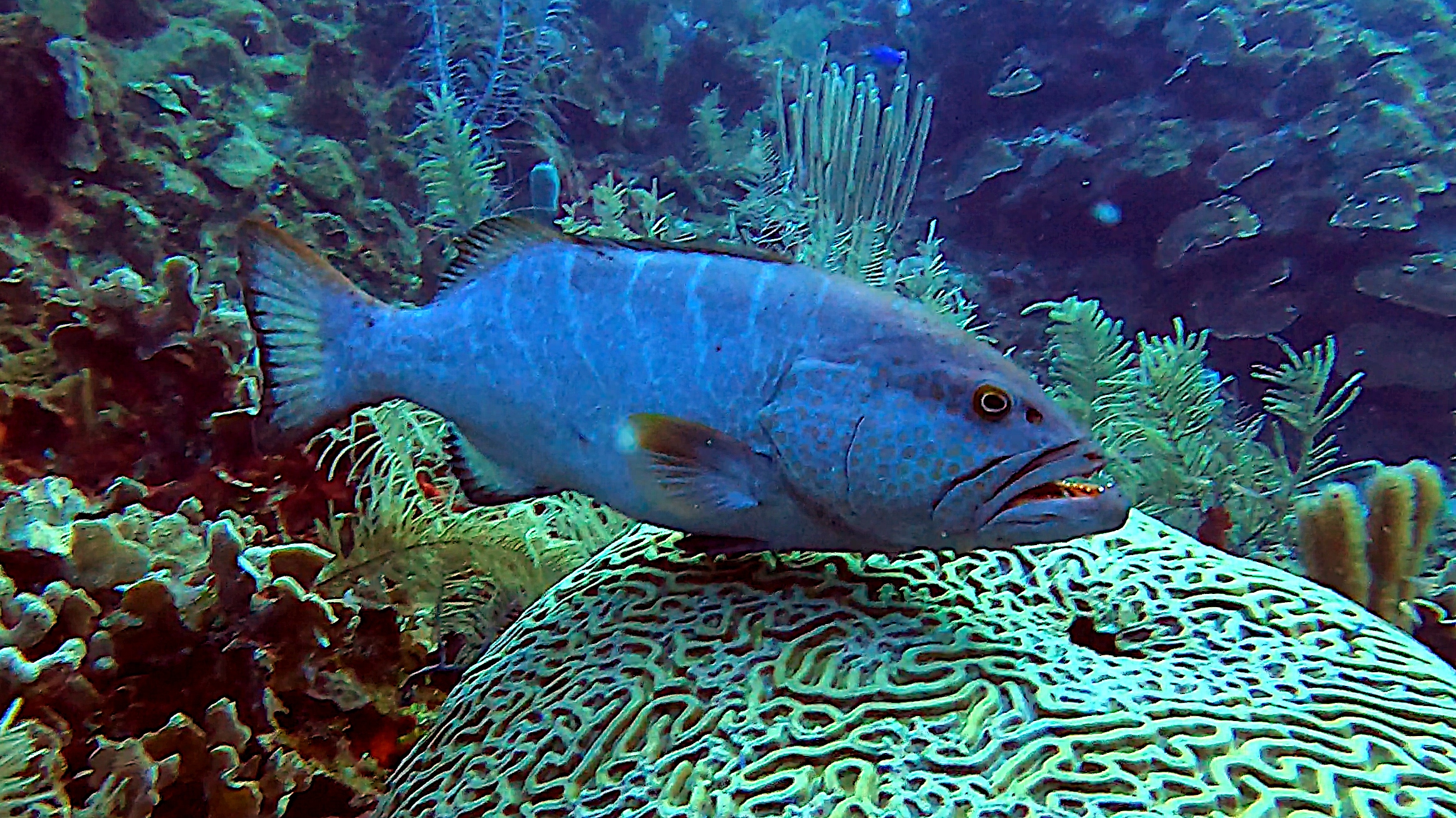 Tiger grouper