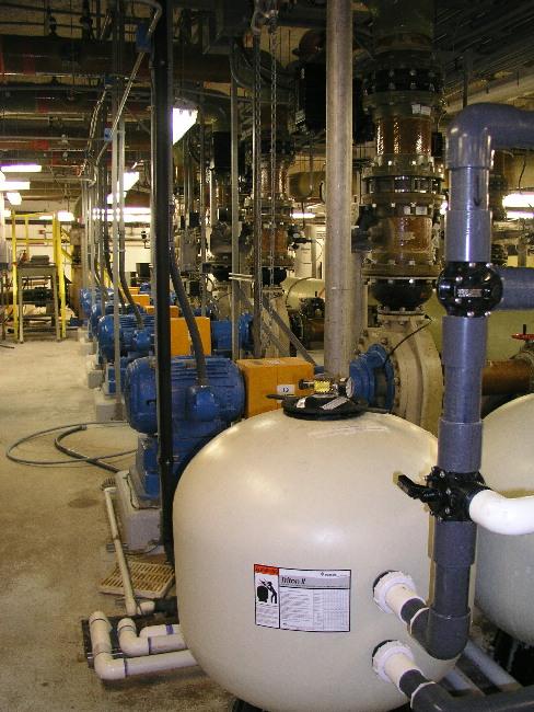 Tiger in the distance