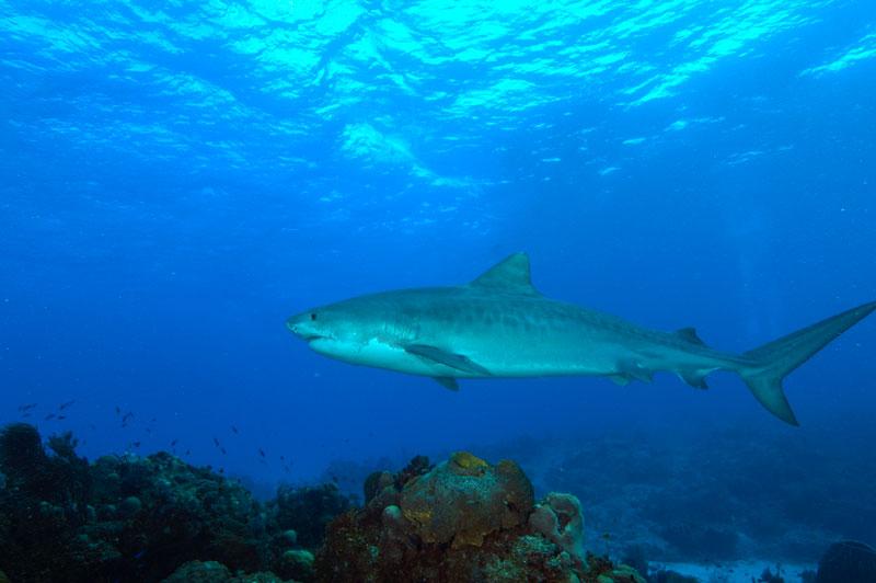 Tiger Shark