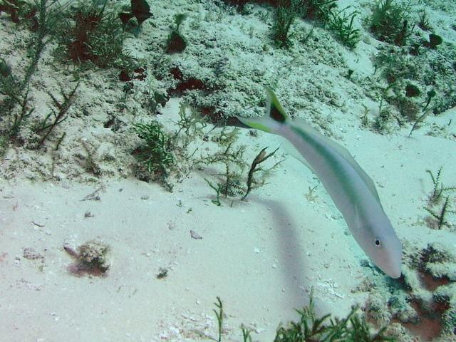tile fish