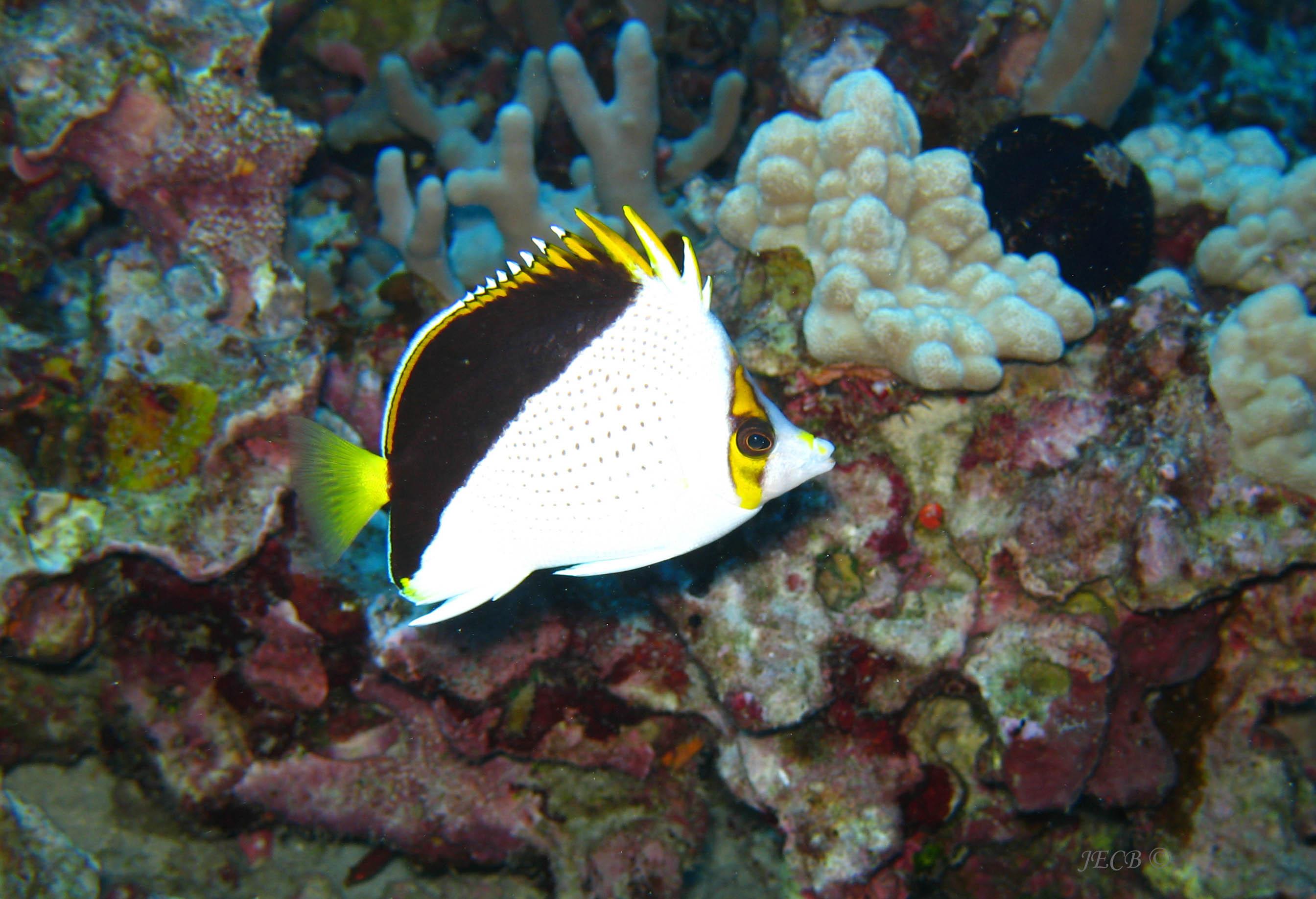 Tinker's Butterfly Fish