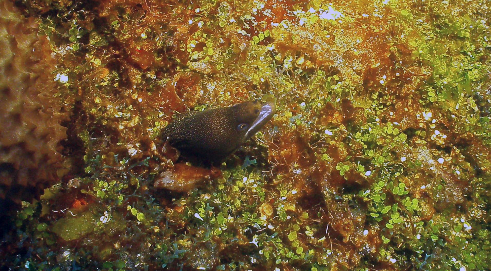 tiny_moray