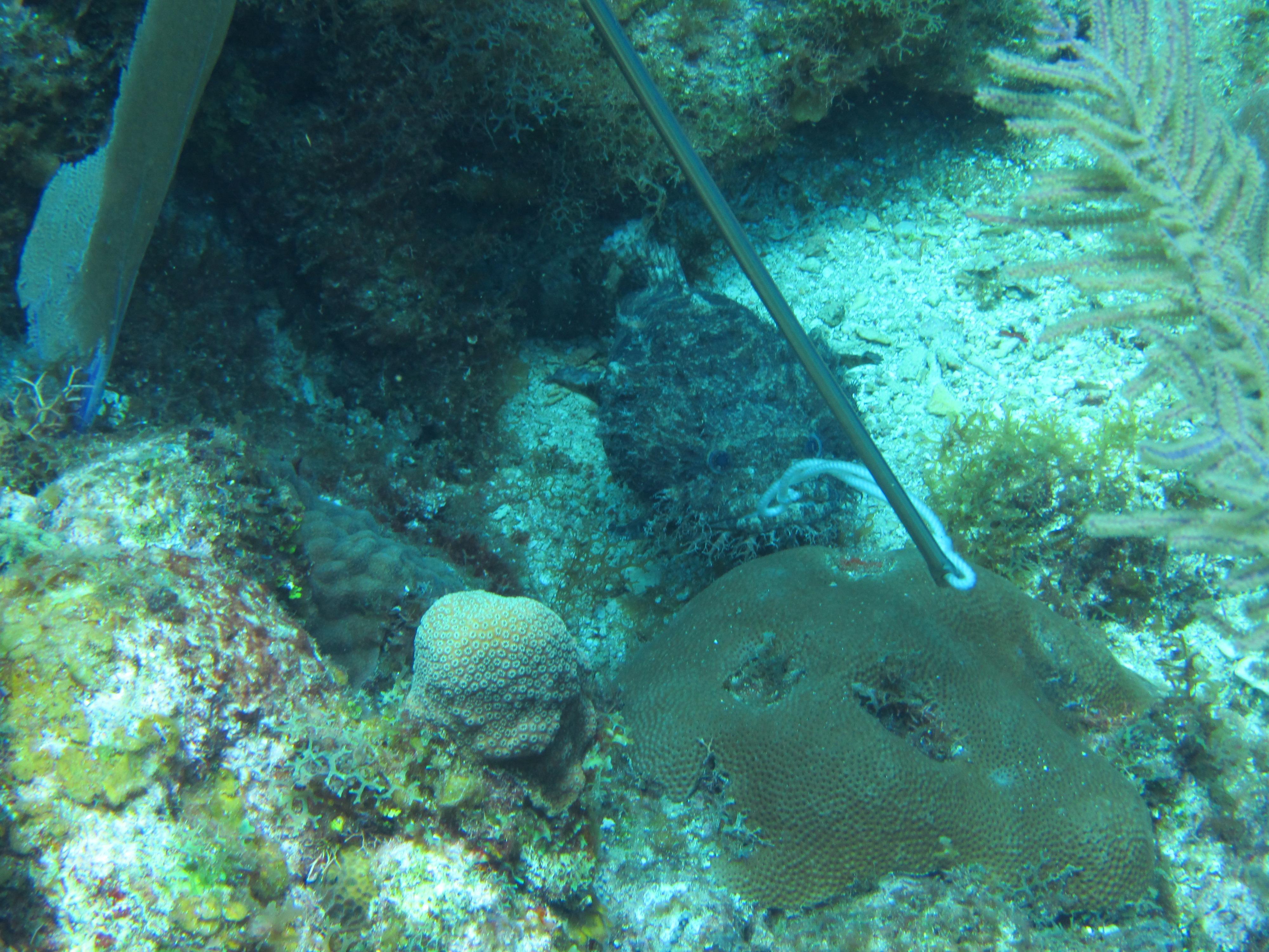 Toadfish Exposed