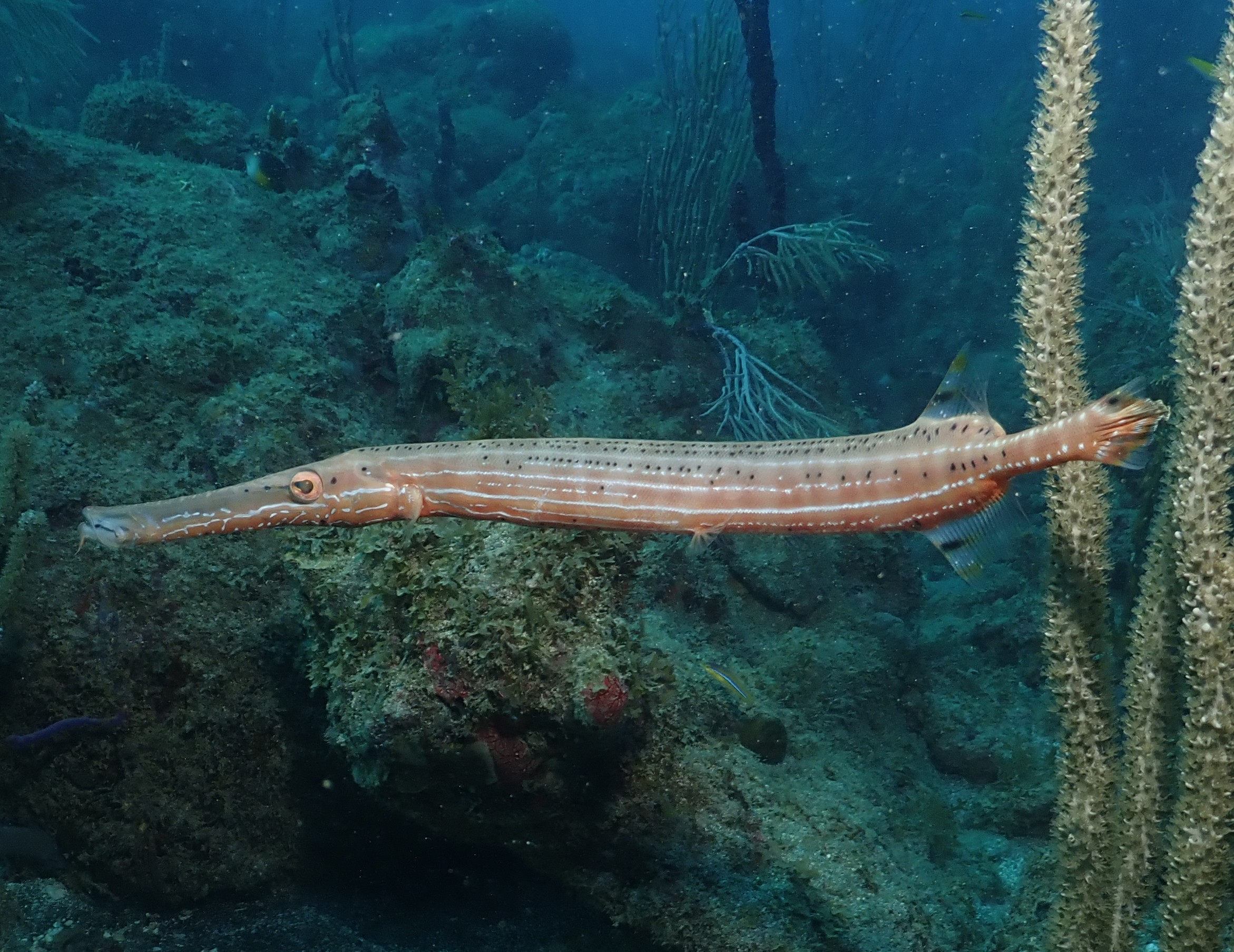 Tooting his own horn