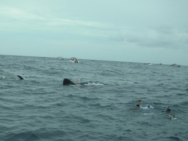top side of snorkeling