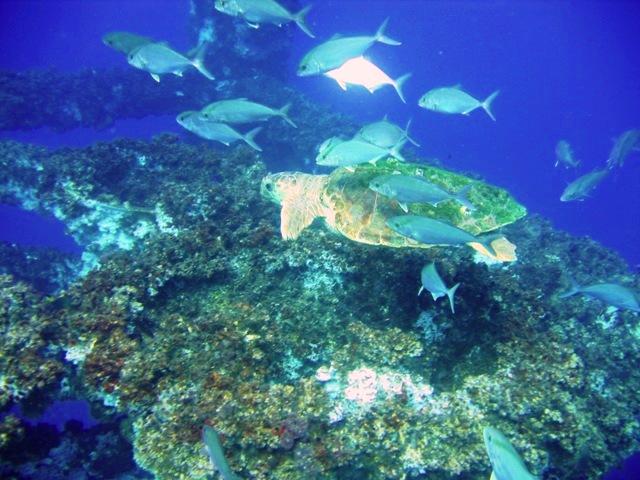 Tortuga-In-Rig