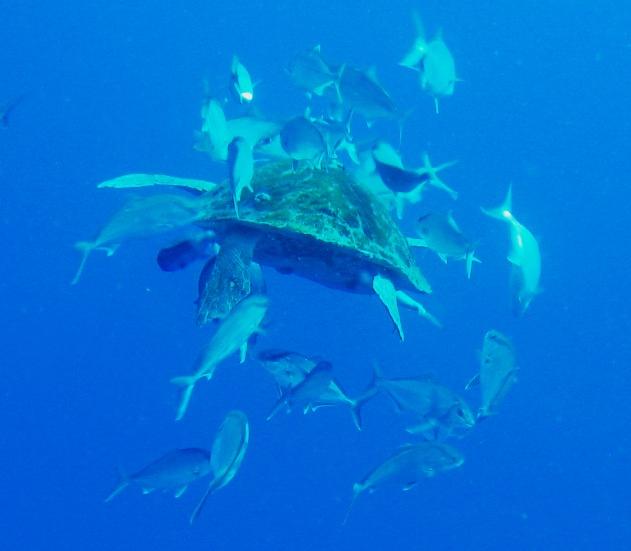 Tortuga-Rear-Shot