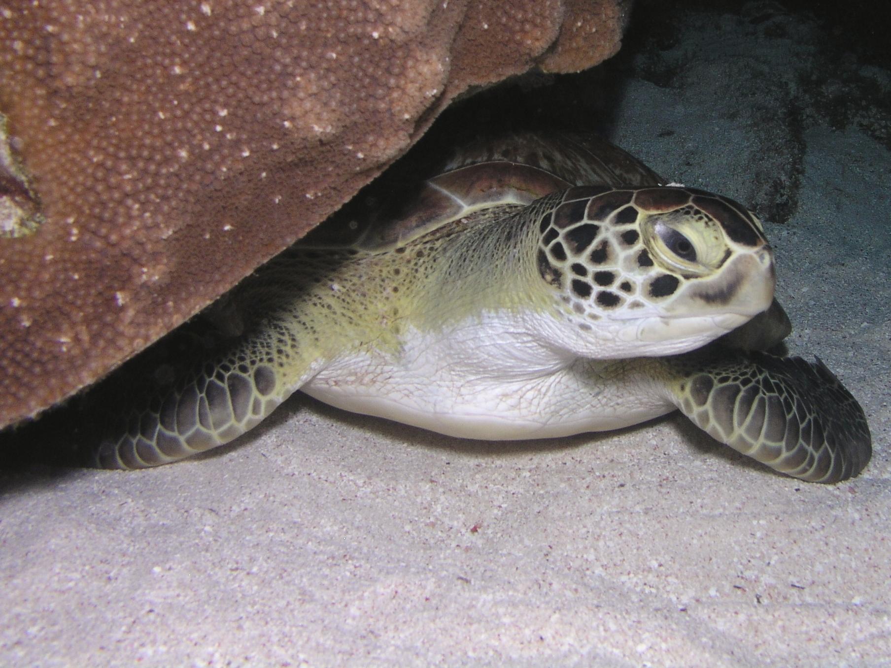 tortuga