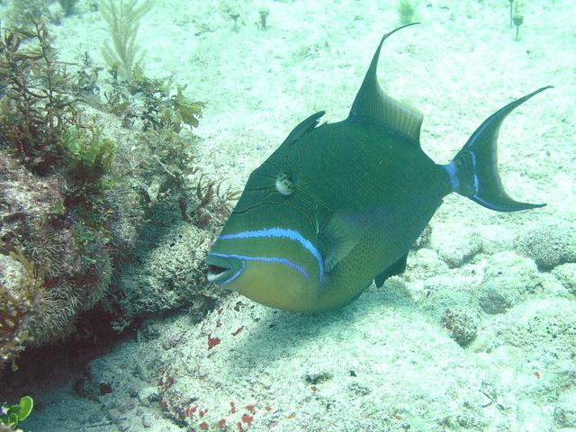 trigger fish