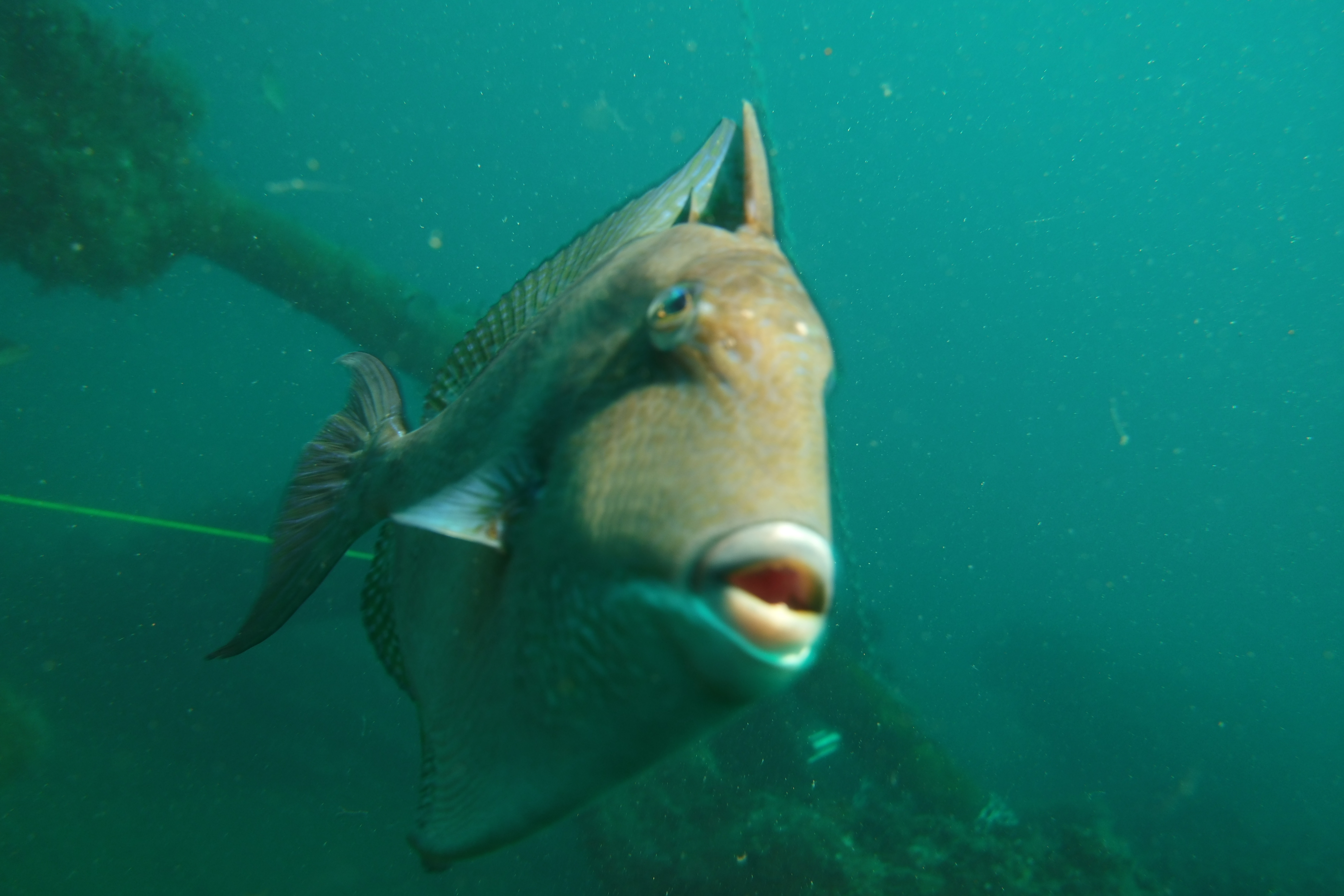 Triggerfish attacking