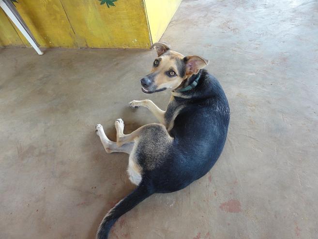 "Trouble" - one of the beach bar dogs