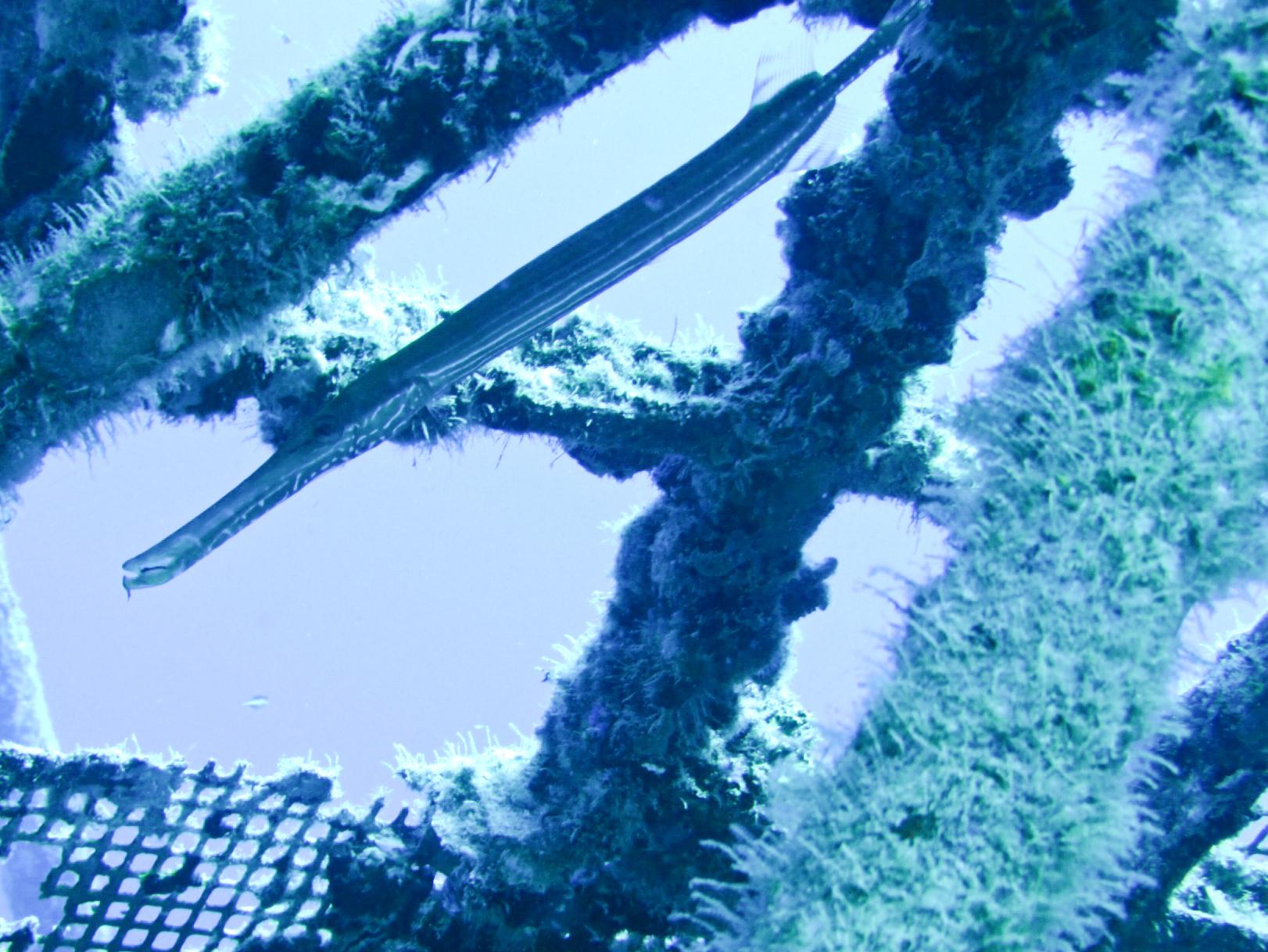 Trumpet Fish Vandenberg