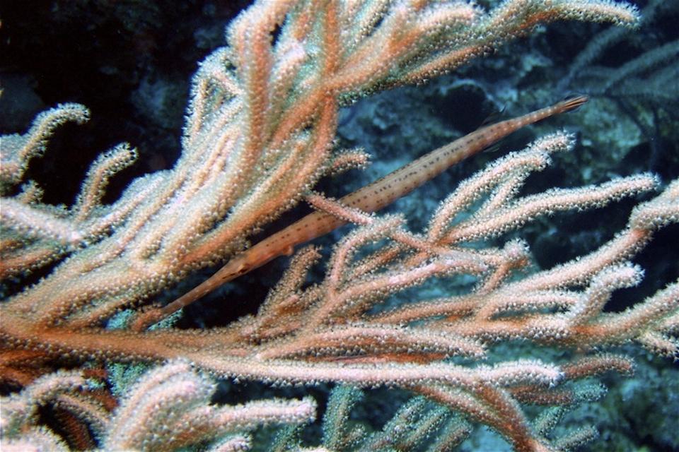 Trumpetfish in Coral
