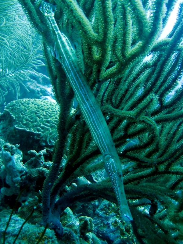 TrumpetFish5