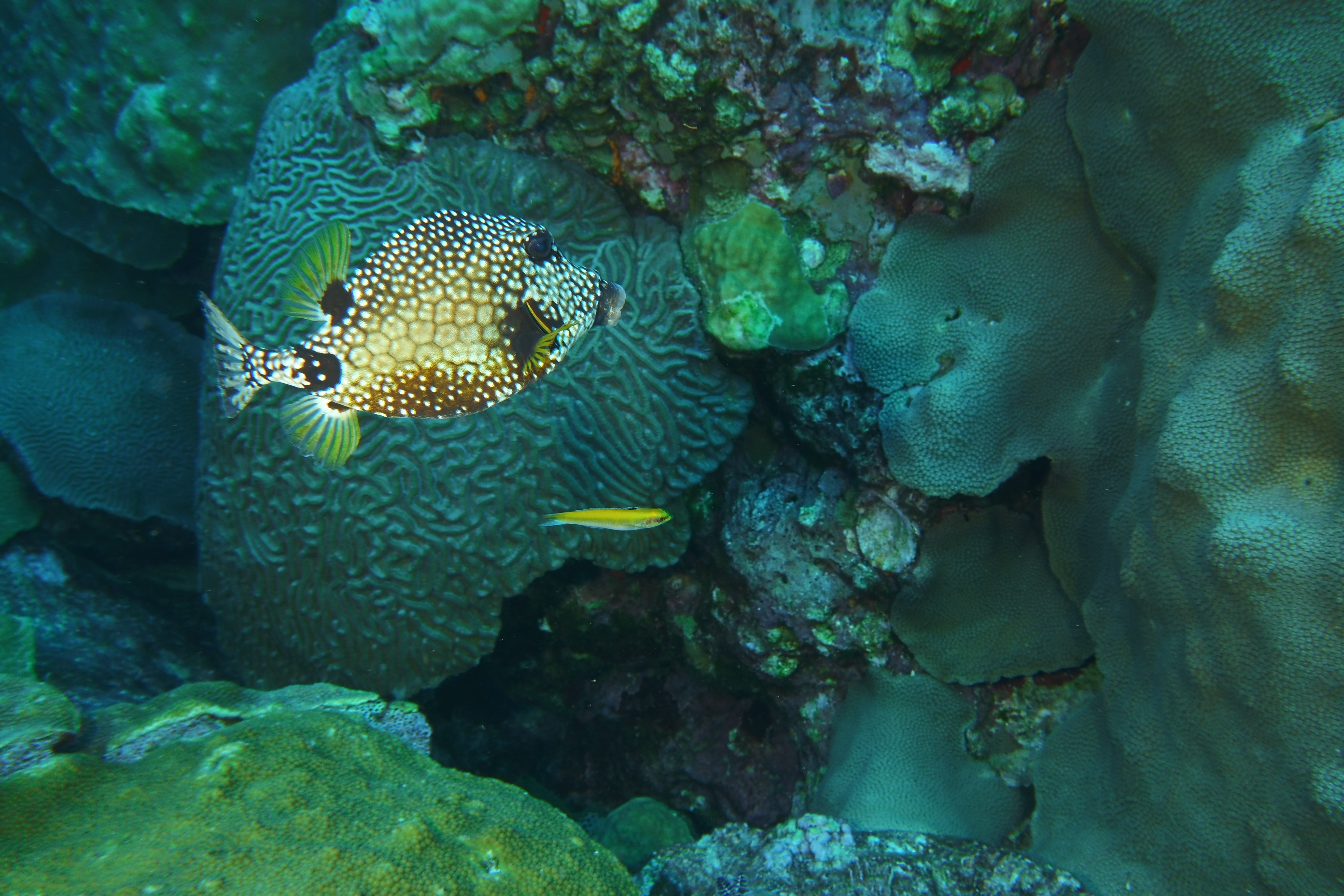 Trunk fish