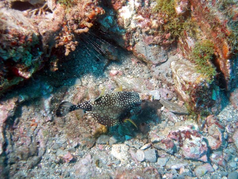 Trunk Fish