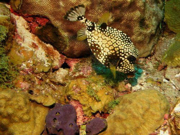 Trunkfish in action