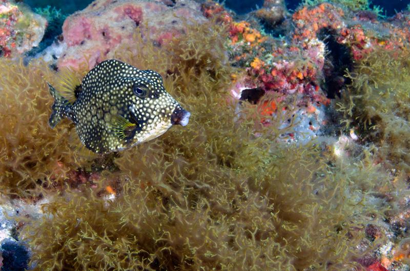 Trunkfish